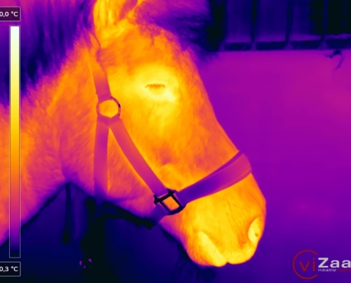 Thermografiebild von einem Pferd